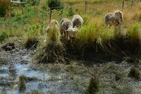 Lammetjes
