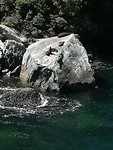 Milford sound zeerobben