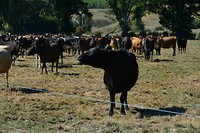 Greatings from some of  the farm inhabitants