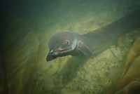 Waitomo: cecil the eel. 1.5 m long.