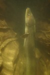 Waitomo: er leven ook eels in de grot.