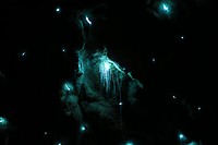 Waitomo: glowworm close up