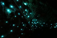 Waitomo: glowworm caves