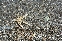 Tutukaka zeester op het strand
