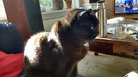 R.I.P. Max (2003 - 2018)