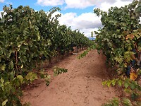 IMG_20220925_135156814