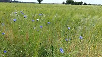 Korenbloemen  bloemen blauw