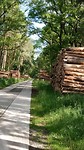 Productie bos