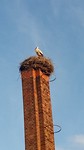 Ooievaar boven het restaurant