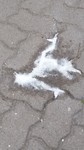 En dit is hun poep