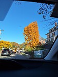 Laatste herfstkleuren