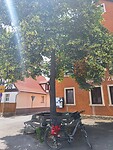 Bankje onder de lindenboom