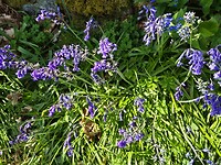Bluebells
