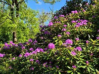 Rododendrons