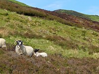 Highland Sheep