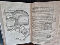 Olifant in boek over alle dieren