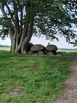 Hunebed