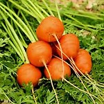 Franse worteltjes