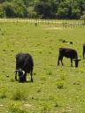 stieren in de Camargue