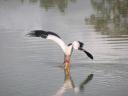 Yellow Billed Stork aan het vissen