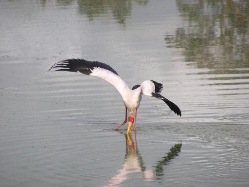 Yellow Billed Stork aan het vissen