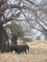 Baobabs en 'Elly's'