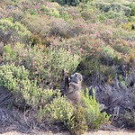 Baboons!