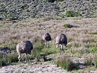 De struisvogels!