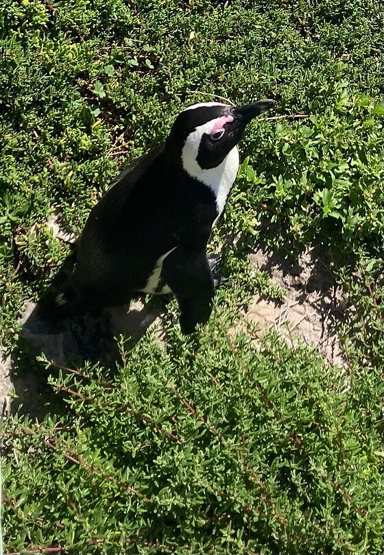 Een pinguïn!