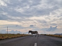 Een letterlijk 'zebrapad'