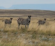 De zebra's!