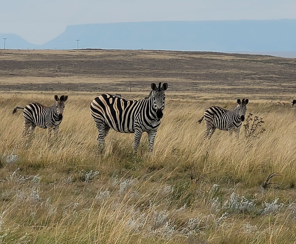 De zebra's!