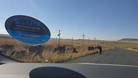 De koeien-herder. Zoom in!