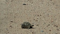 Het overstekend schildpad
