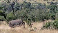 De neushoorn!