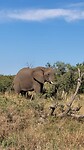 De olifant