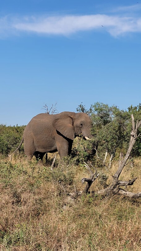 De olifant