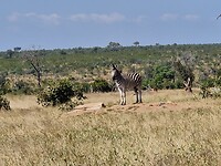 De zebra ging er even voor staan;)