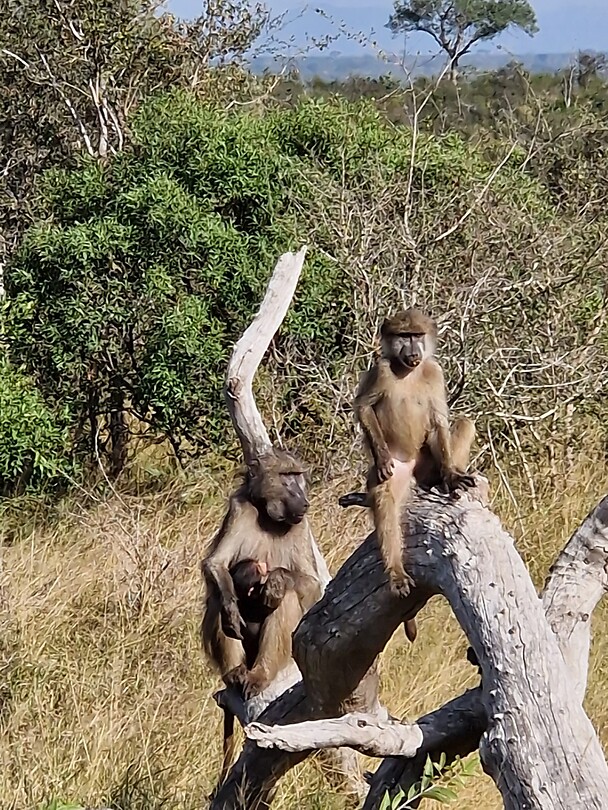 Nog wat Baboons