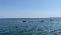 Whale watch