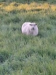 Cadzands schaap