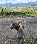 Sanders mocht ook mee tijdens de wandeling