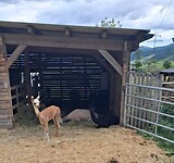 Alpaca vlakbij de camping