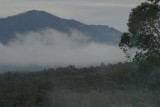Eucalyptusbossen