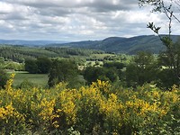 Meer en meer bossen