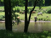 De rivier behoort aan de koeien