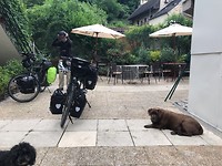 Honden die niet opstonden