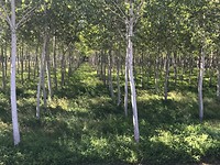 Boomplantages, km lang