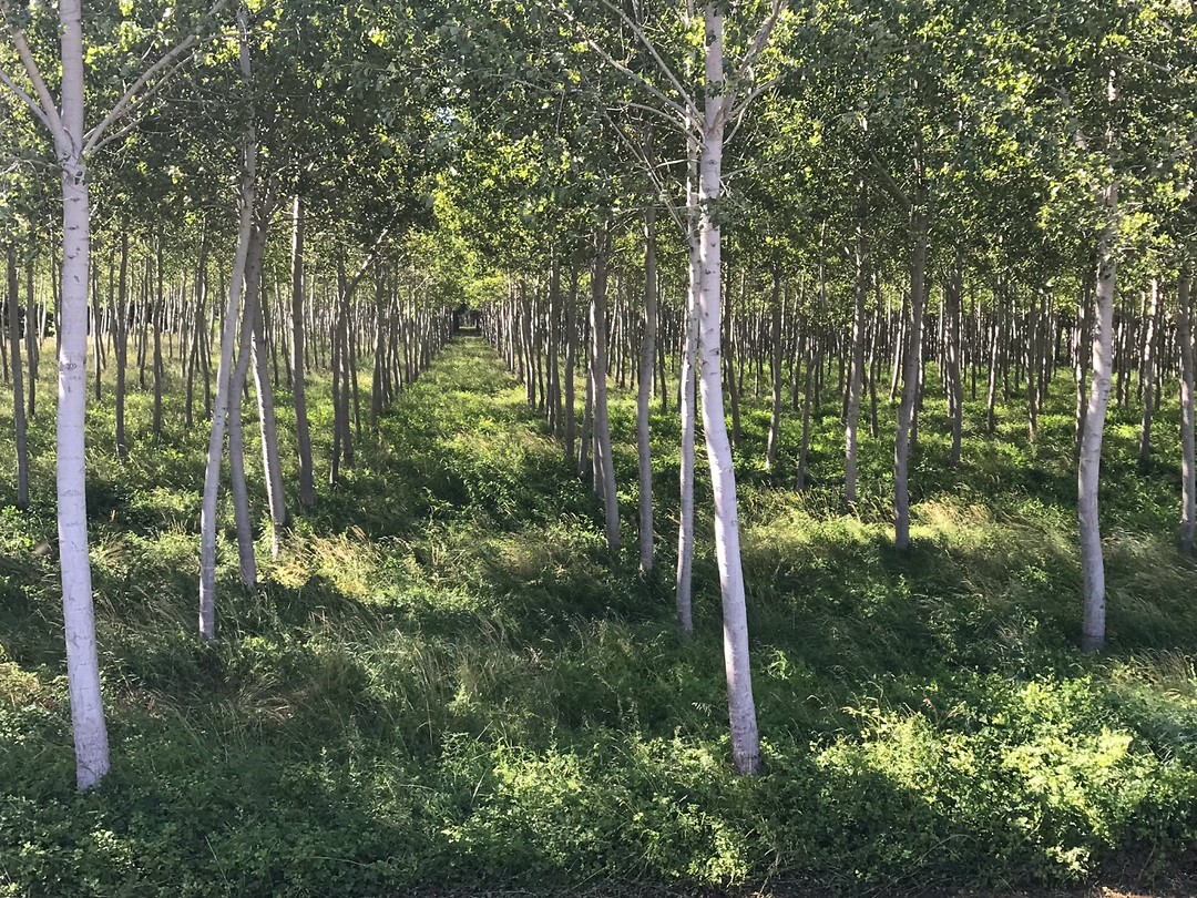 Boomplantages, km lang