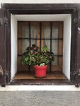 Planten en bloemen overal